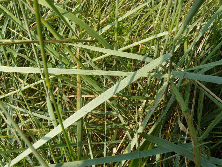 Elytrigia repens subsp. repens (=Agropyron repens)/Gramigna comune